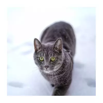 Cat's First Snow Reaction Goes Viral as Storm Goretti Hits UK