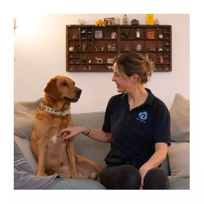 Expert Debunks Myth: Five Simple Tricks to Teach Your Older Dog