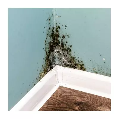 I Banished Black Mould for Good Using One Natural Item That Beats Bleach