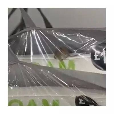Live Mouse Found Inside Sealed Primark Pillow in Birmingham Store