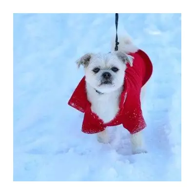 Met Office Alerts: Vet Warns of Hidden Winter Danger to Dogs' Paws