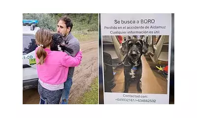 Miracle Reunion: Dog Lost in Spanish Train Disaster Found and Returned to Injured Owner