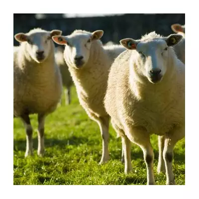 Optical Illusion Predicts Your 2026: First Animal Seen Reveals Year's Path