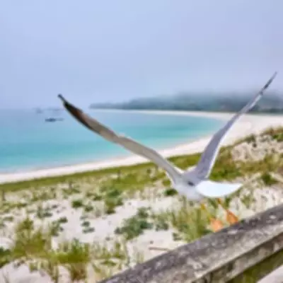 Spain's Secret Islands: Unspoilt Cíes Archipelago Boasts World's Best Beach