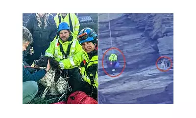 Springer Spaniel Rescued From 100ft Cornish Cliff in Daring Coastguard Mission