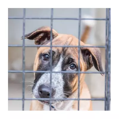 Terrified Rescue Dog's 'Christmas Miracle' Transformation After Adoption