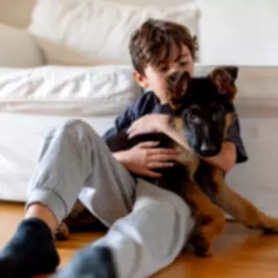 Vet Alert: Sudden Jaw Pain in Dogs Could Signal Serious Autoimmune Condition