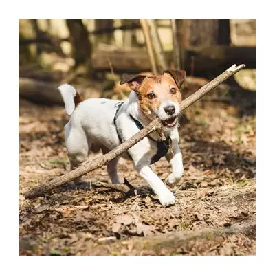 Vet Student's Tragic Warning: Why Fetch With Sticks Can Be Fatal for Dogs