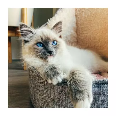 Vet's Top 5 Cat Breeds for First-Time Owners: From British Shorthair to Maine Coon