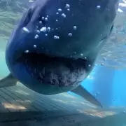 14ft Great White Shark's Surprising Migration Challenges Science