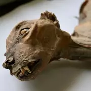 1,800-Year-Old Mummified Cheetahs Found in Saudi Arabian Cave