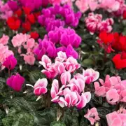 3 Essential Winter Plants for UK Gardens: Experts Reveal 'Indestructible' Bloom