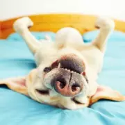 5 Reasons Dogs Show Their Bellies: Decoding Your Pet's Behaviour