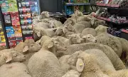 50 Sheep Invade German Supermarket in Bizarre Bavarian Shopping Spree