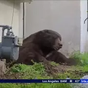 500-Pound Bear Evicted After Month-Long Den Under LA Home