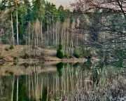 642 Billion Trees: How Russia's Vast Forests Forged a Nation's Psyche