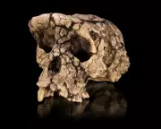 7-Million-Year-Old Ape Fossil Sparks Debate Over Humanity's Earliest Ancestor