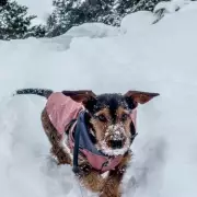 8 Warning Signs Your Dog Is Too Cold As Storm Goretti Hits UK