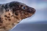A Decade of Seals: Frisian Islands' Fragile Beauty in a Climate Crisis