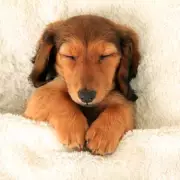 Abandoned Puppy's DNA Test Reveals Surprising Purebred Parentage