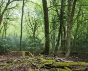 Academic Hails Paul Evans as 'Post-Pastoral Shaman' in Healing Nature Writing