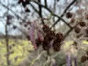 Alders Herald Spring: Purple Catkins Illuminate Sussex Countryside