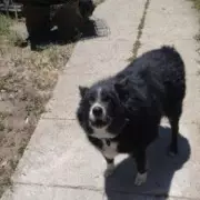 Amazon Driver's Hilarious Proof of Delivery Photo Features Customer's Dog