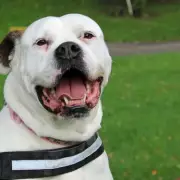 American Bulldog Angel Finds Forever Home After 1,300 Days in Care