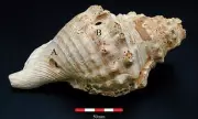 Ancient Shell Trumpets Play First Tune in 6,000 Years, Revealing Stone Age Communication