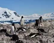 Antarctic Penguins Shift Breeding Season by 24 Days Due to Climate Change
