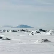 Arctic Photographers Stunned as Calm Wolves Approach on Ellesmere Island