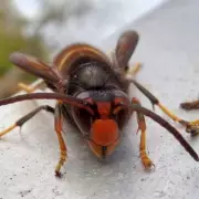 Asian Hornets Invade Wales for First Time: Public Urged to Stay Vigilant