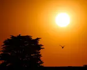 Australia Heatwave: Victoria Declares State of Disaster as Bushfires Rage