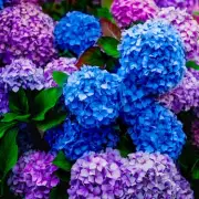 Avoid This Common Hydrangea Pruning Mistake for Lush Summer Blooms