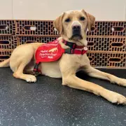 Battersea Rescue Pup Chilli Trains to Detect Deadly Lung Infection