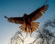 Be More Bird Review: Hawk-Inspired Self-Help Fails to Soar