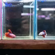 Betta Fish's 'Beautiful' Transformation After Rescue From Tiny Shop Tank