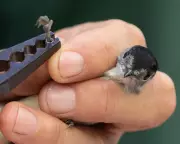 Bird Ringing: How a 1926 Diary Entry Reveals Migration Secrets