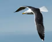 Birdwatcher's Winter Haul: 38 Species in a Frosty West Yorkshire Wetland