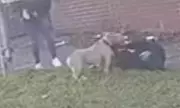 Bolton Dog Attack: Man Arrested After 'Bully-Type' Dog Mauls Woman