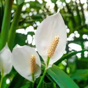 Boost Peace Lily & Orchid Blooms with Simple Rice Water Fertiliser