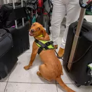 British Events Manager's LSD Smuggling Plot Foiled by Sniffer Dog in Munich