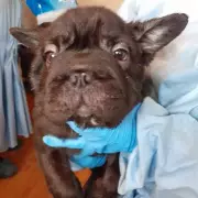 Cardiff Puppy Farm Conditions So Putrid They Made Officers Vomit