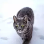 Cat's First Snow Reaction Goes Viral as Storm Goretti Hits UK