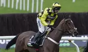 Cheltenham's Festival Favourite Sir Gino Suffers Devastating Pelvic Injury
