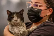 Chile's Mobile Vet Clinic Races Against Time to Save Animals From Wildfire Inferno