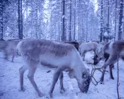 Climate Change Icing Out Reindeer: Rain-on-Snow Events Threaten Arctic Herds