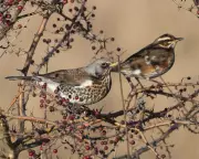 Cold Snap Sparks Arrival of 1.3 Million Winter Thrushes in UK