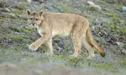 Colorado Mountain Lion Attack: Hikers Find Mauled Woman, Wildlife Officers Shoot Two Cats