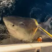 Contender's Epic Migration: World's Largest Male Great White Shark Returns to Florida